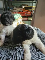Patty, a female Miniature Labradoodle for sale in Barnesville, GA – Photo 7 of 7