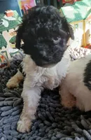 Patty, a female Miniature Labradoodle for sale in Barnesville, GA – Photo 3 of 7