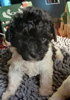 Patty, a female Miniature Labradoodle for sale in Barnesville, GA – Photo 2 of 7
