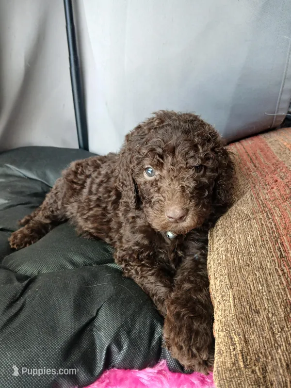 Paddington (blue collar) CKC – Labradoodle puppy for sale in Barnesville, GA