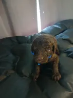 Paddington (blue), a male Labradoodle for sale in Barnesville, GA – Photo 3 of 5