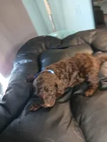 Paddington (blue), a male Labradoodle for sale in Barnesville, GA – Photo 4 of 5