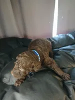 Paddington (blue), a male Labradoodle for sale in Barnesville, GA – Photo 2 of 5