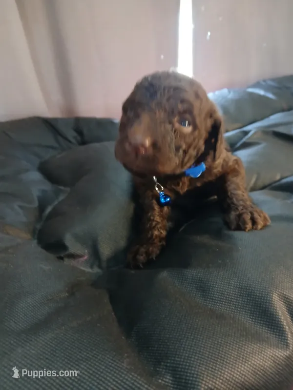 Paddington (blue) – Labradoodle puppy for sale in Barnesville, GA