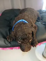 Paddington (blue), a male Labradoodle for sale in Barnesville, GA – Photo 5 of 5