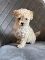 Tiny, a male Maltipoo and Poodle - Toy  for sale in Sacramento, CA – 1 of 1