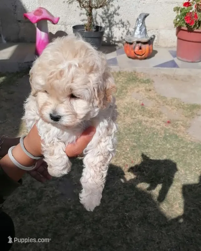 Toy – Maltipoo, Poodle - Toy  puppy for sale in Sacramento, CA