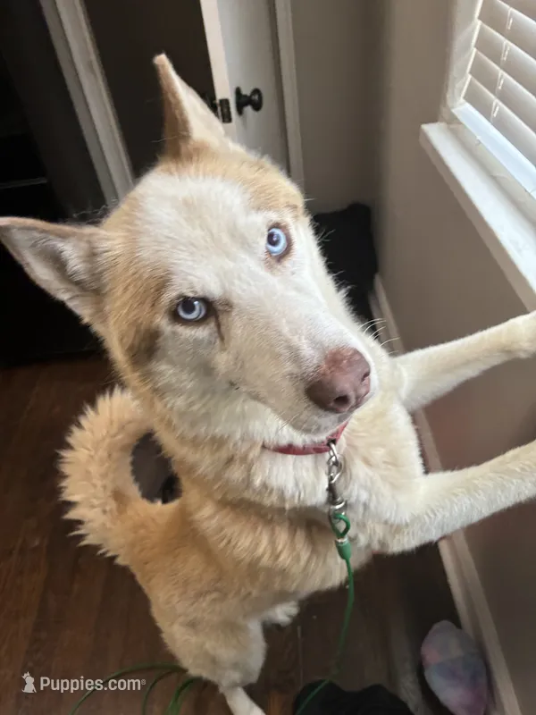 Oakly – Siberian Husky puppy for sale in Knoxville, TN