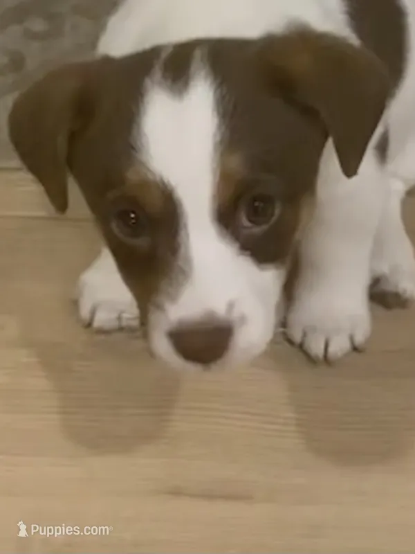 Moon – Jack Russell Terrier puppy for sale in Mashpee, MA