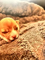 Iris, a female Jack Russell Terrier for sale in Mashpee, MA – 4 of 5