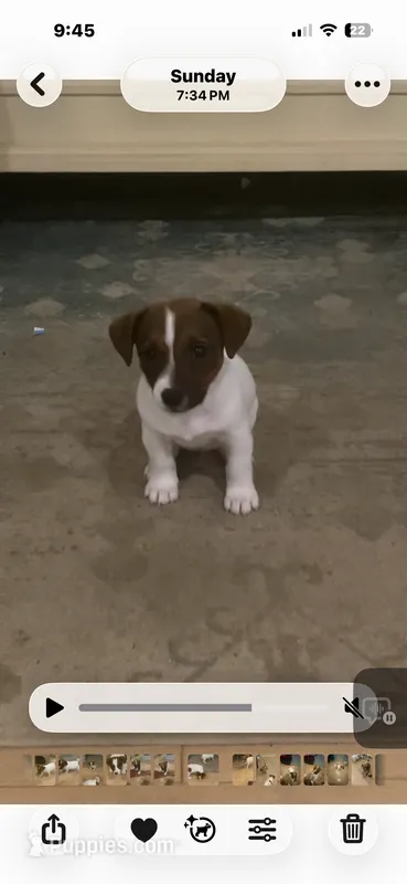 Iris – Jack Russell Terrier puppy for sale in Mashpee, MA