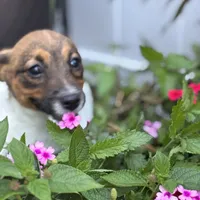 Daisey, a female Jack Russell Terrier for sale in Assonet, MA – Photo 2 of 3