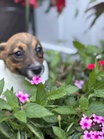 Daisey, a female Jack Russell Terrier for sale in Assonet, MA – Photo 2 of 3