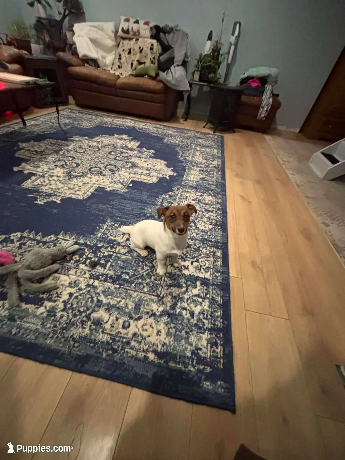 Daisey, a female Jack Russell Terrier for sale in Mashpee, MA – Photo 2 of 5
