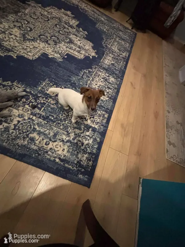 Daisey – Jack Russell Terrier puppy for sale in Assonet, MA