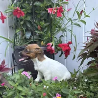 Daisey, a female Jack Russell Terrier for sale in Assonet, MA – Photo 1 of 3