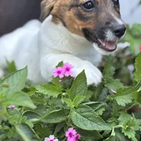 Daisey, a female Jack Russell Terrier for sale in Assonet, MA – Photo 3 of 3