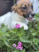 Daisey, a female Jack Russell Terrier for sale in Assonet, MA – Photo 3 of 3