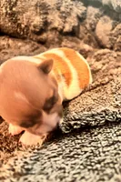 Iris, a female Jack Russell Terrier for sale in Mashpee, MA – 5 of 5