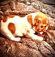 Iris, a female Jack Russell Terrier for sale in Mashpee, MA – 3 of 5