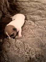 Rocky, a male Jack Russell Terrier for sale in Mashpee, MA – 3 of 4