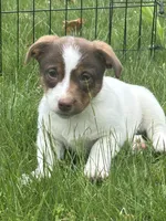 Maisey, a female Jack Russell Terrier for sale in Assonet, MA – Photo 1 of 3