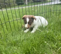 Maisey, a female Jack Russell Terrier for sale in Assonet, MA – Photo 3 of 3