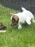 Maisey, a female Jack Russell Terrier for sale in Assonet, MA – Photo 2 of 3