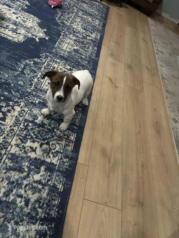 Tonka, a male Jack Russell Terrier for sale in Mashpee, MA – Photo 1 of 3