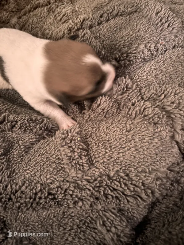 Rocky – Jack Russell Terrier puppy on hold in Mashpee, MA