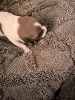 Rocky, a male Jack Russell Terrier for sale in Mashpee, MA – 1 of 4