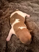 River , a male Jack Russell Terrier for sale in Mashpee, MA – 2 of 2