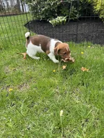 Oliver, a male Jack Russell Terrier for sale in Assonet, MA – Photo 5 of 5