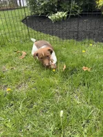 Oliver, a male Jack Russell Terrier for sale in Assonet, MA – Photo 4 of 5