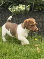 Oliver, a male Jack Russell Terrier for sale in Assonet, MA – Photo 2 of 5