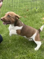 Oliver, a male Jack Russell Terrier for sale in Assonet, MA – Photo 3 of 5