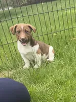 Oliver, a male Jack Russell Terrier for sale in Assonet, MA – Photo 1 of 5