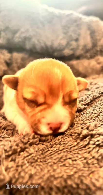 Iris – Jack Russell Terrier puppy for sale in Mashpee, MA