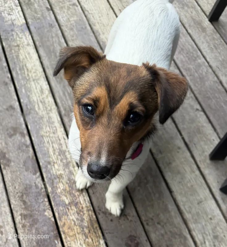 Annabelle  – Jack Russell Terrier puppy for sale in Mashpee, MA