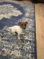 Annabelle , a female Jack Russell Terrier for sale in Mashpee, MA – Photo 4 of 4