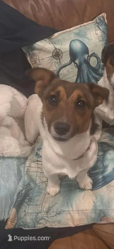 Annabelle , a female Jack Russell Terrier for sale in Mashpee, MA – Photo 1 of 4