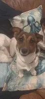 Annabelle , a female Jack Russell Terrier for sale in Mashpee, MA – Photo 1 of 4