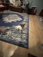 Annabelle , a female Jack Russell Terrier for sale in Mashpee, MA – Photo 3 of 4