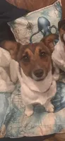 Annabelle , a female Jack Russell Terrier for sale in Mashpee, MA – Photo 2 of 4