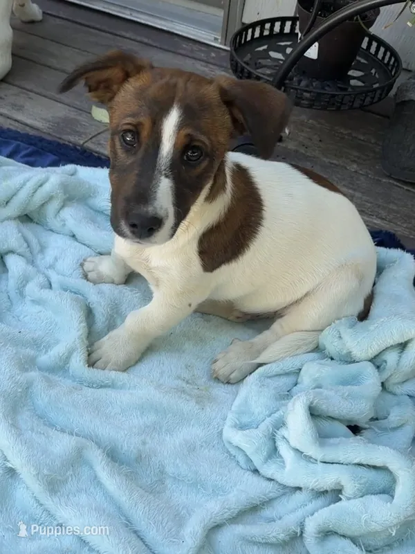 Gizmo  – Jack Russell Terrier puppy for sale in Mashpee, MA
