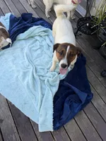 Tonka, a male Jack Russell Terrier for sale in Mashpee, MA – 4 of 4