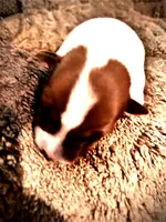 Stella , a female Jack Russell Terrier for sale in Mashpee, MA – 4 of 4
