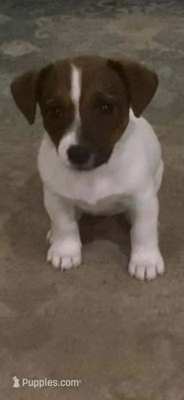Iris – Jack Russell Terrier puppy for sale in Mashpee, MA