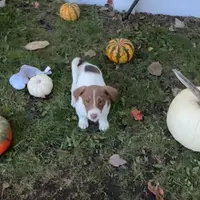 Moose, a male Jack Russell Terrier for sale in Assonet, MA – Photo 1 of 2