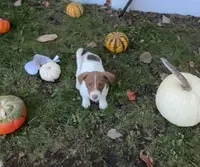 Moose, a male Jack Russell Terrier for sale in Assonet, MA – Photo 1 of 2